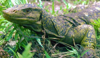 Varanus bitawa