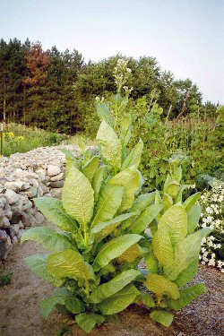 Planta de tabaco